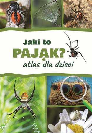 Atlas dla dzieci. Jaki to pająk?
