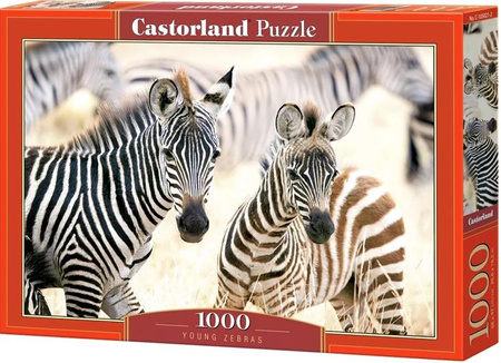 Puzzle 1000 young zebras młode zebry