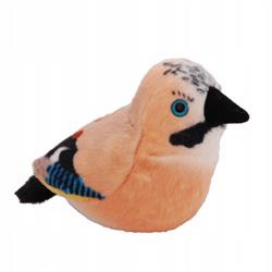 Ptaszek z dźwiękiem  Sójka euroazjatycka